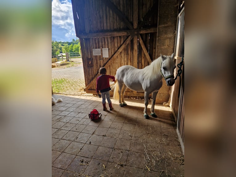 Welsh-A Wallach 13 Jahre 120 cm Schimmel in Lennestadt