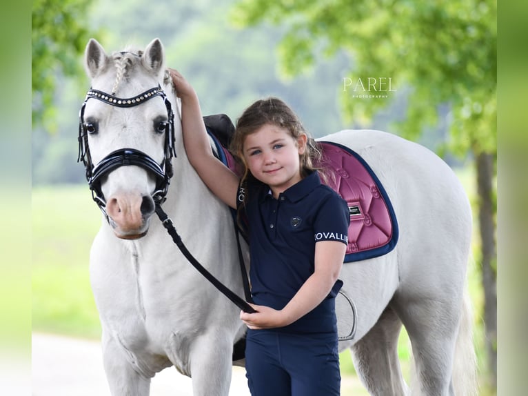 Welsh-A Wallach 13 Jahre 120 cm Schimmel in Almen