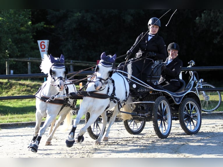Welsh-A Wallach 13 Jahre 121 cm Schimmel in Opende