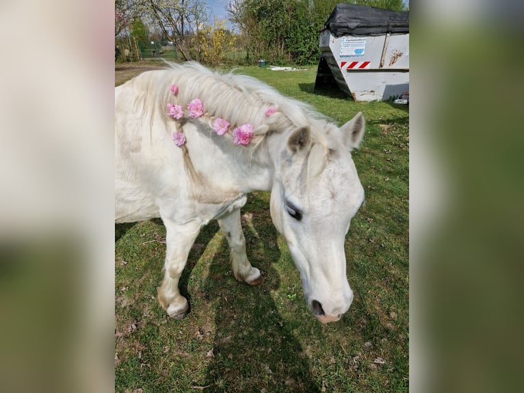 Welsh-A Wallach 13 Jahre 125 cm Schimmel in Münster