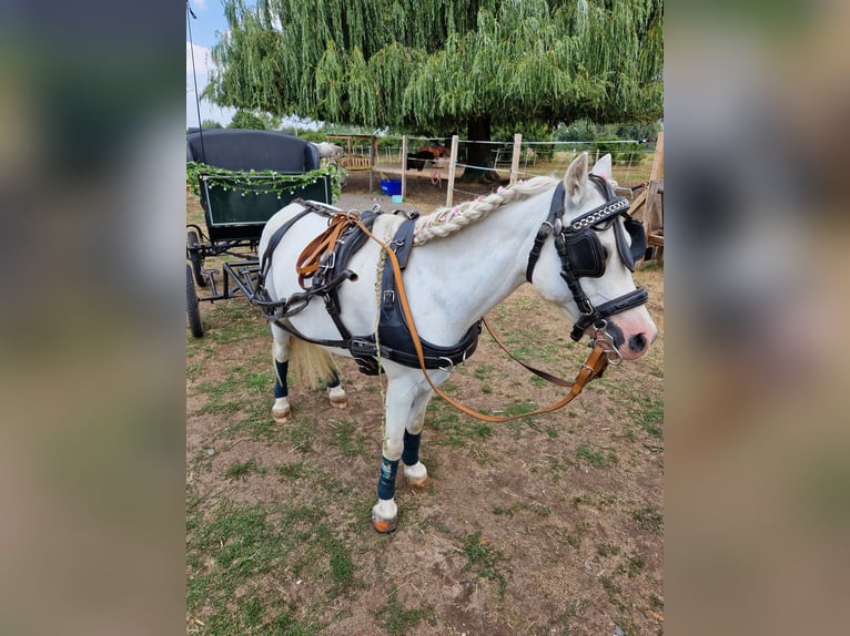 Welsh-A Wallach 13 Jahre 125 cm Schimmel in Münster