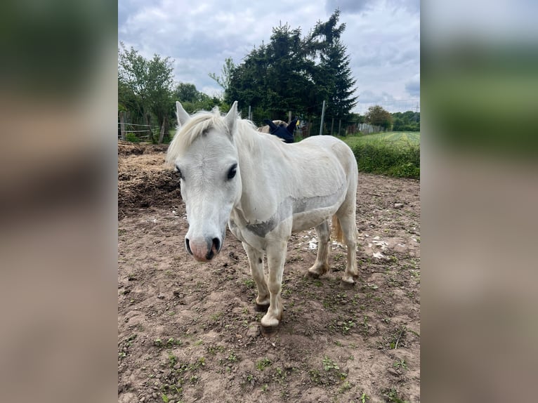 Welsh-A Wallach 13 Jahre 125 cm Schimmel in Münster