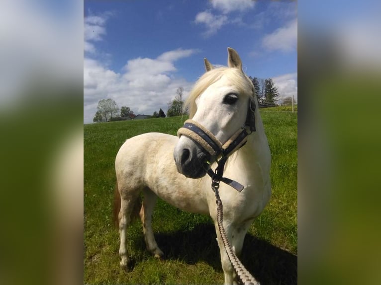 Welsh-A Wallach 13 Jahre 127 cm Schimmel in Bad Wurzach