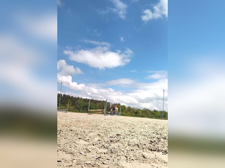 Welsh-A Wallach 13 Jahre 127 cm Schimmel in Bad Wurzach