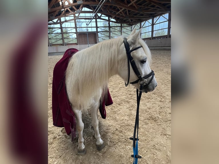 Welsh-A Wallach 13 Jahre 127 cm Schimmel in Bad Wurzach