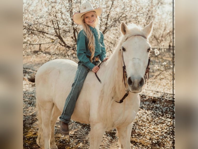 Welsh-A Wallach 13 Jahre 130 cm Palomino in Bakersfield, CA