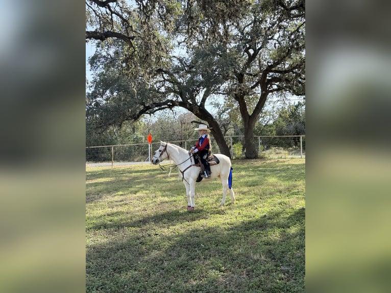 Welsh-A Wallach 13 Jahre 130 cm Palomino in Bakersfield, CA