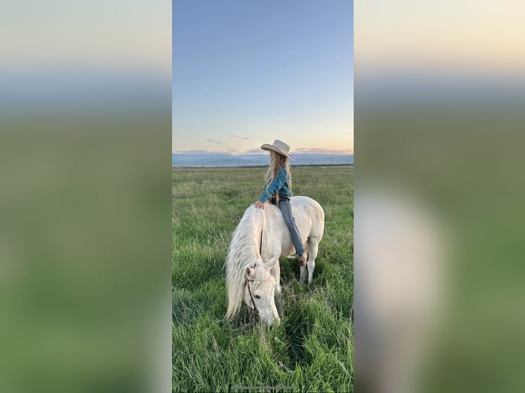 Welsh-A Wallach 13 Jahre 130 cm Palomino in Bakersfield, CA