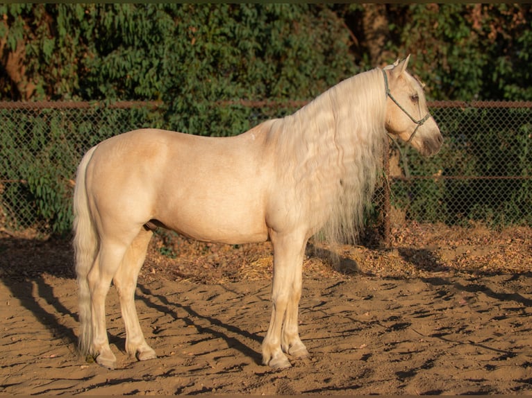 Welsh-A Wallach 13 Jahre 130 cm Palomino in Bakersfield, CA