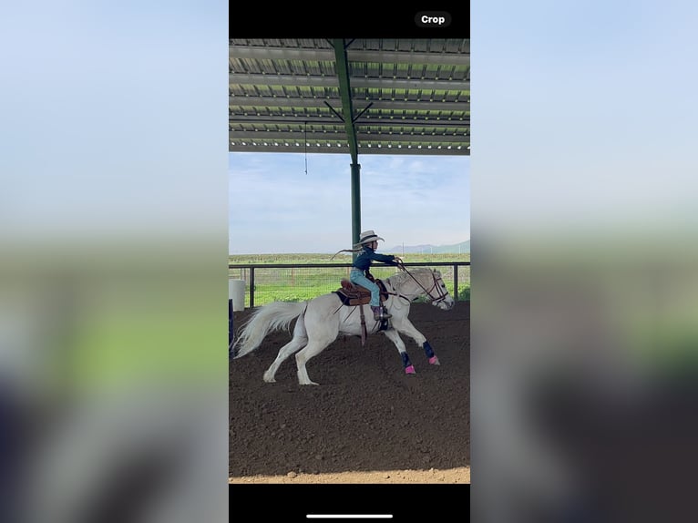 Welsh-A Wallach 13 Jahre 130 cm Palomino in Bakersfield, CA