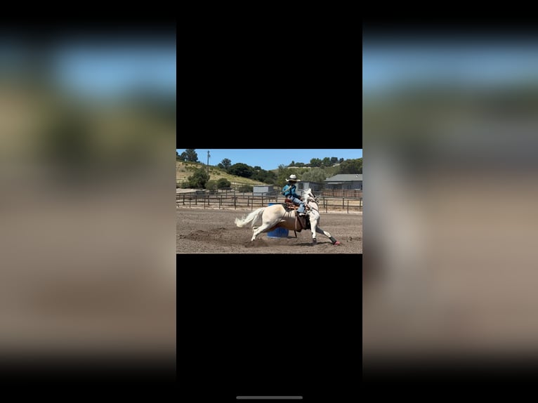 Welsh-A Wallach 13 Jahre 130 cm Palomino in Bakersfield, CA