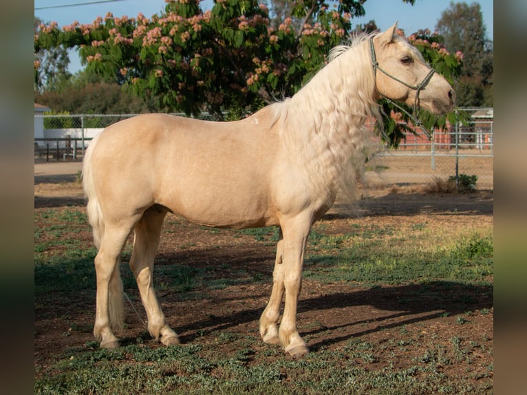Welsh-A Wallach 13 Jahre 130 cm Palomino in Bakersfield, CA