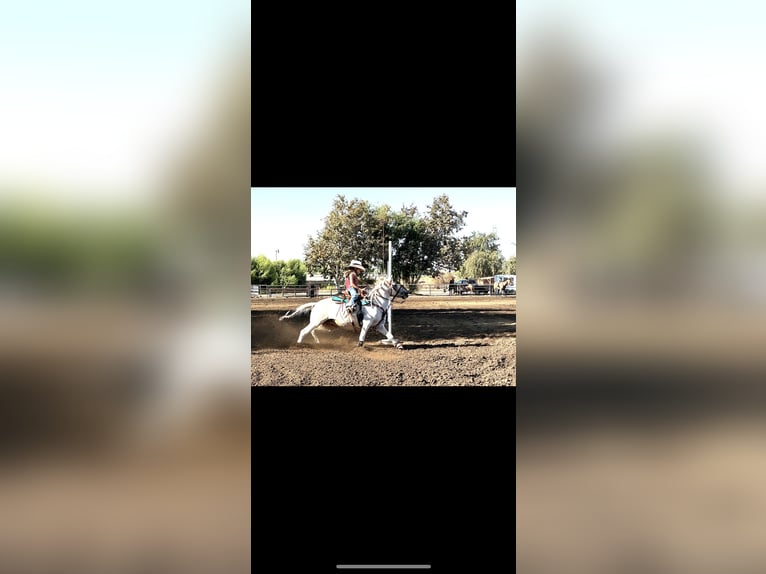 Welsh-A Wallach 13 Jahre 130 cm Palomino in Bakersfield, CA