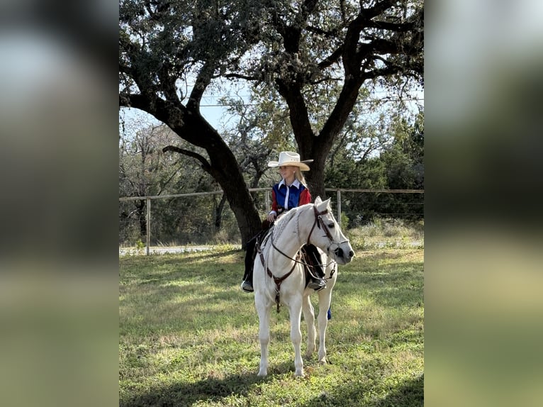 Welsh-A Wallach 13 Jahre 130 cm Palomino in Bakersfield, CA