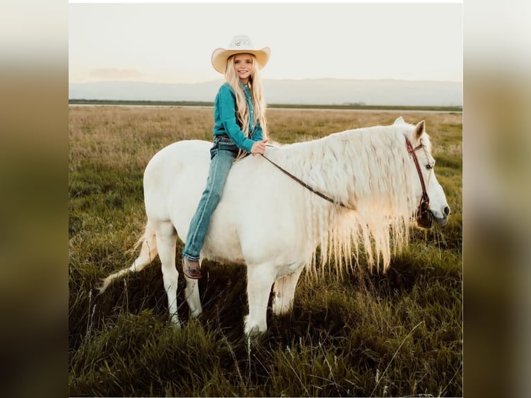 Welsh-A Wallach 13 Jahre 130 cm Palomino in Bakersfield, CA