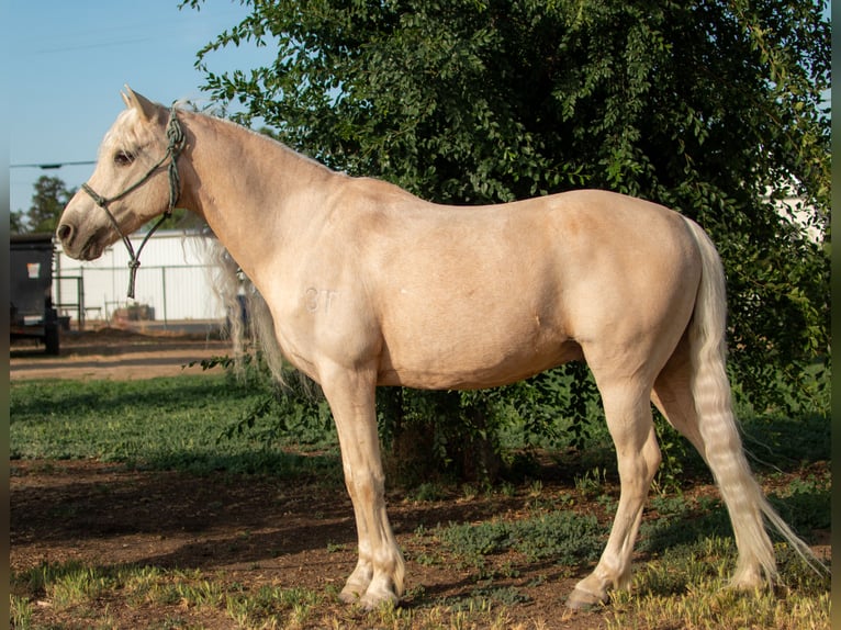 Welsh-A Wallach 13 Jahre 130 cm Palomino in Bakersfield, CA