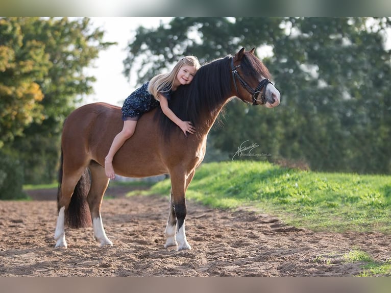 Welsh-A Wallach 14 Jahre 112 cm Brauner in Ingelheim am Rhein