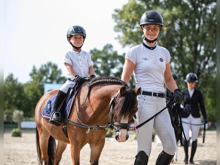 Welsh-A Wallach 14 Jahre 112 cm Brauner in Ingelheim am Rhein