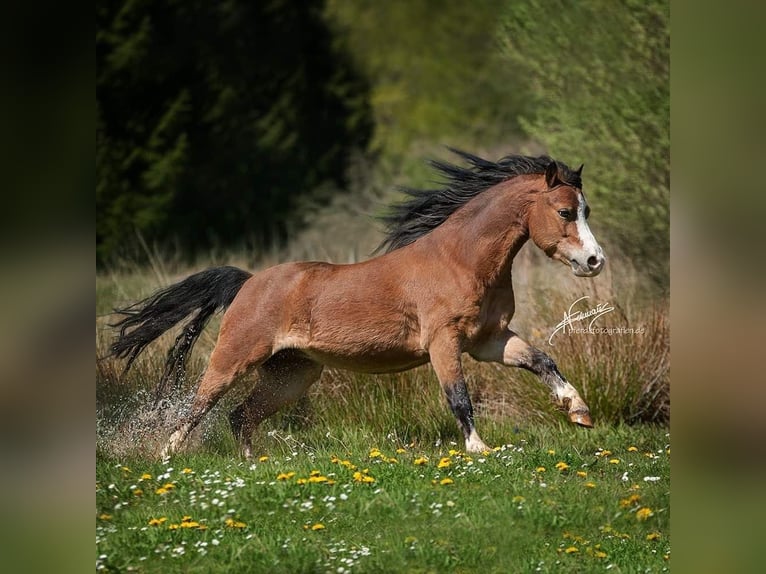 Welsh-A Wallach 14 Jahre 112 cm Brauner in Ingelheim am Rhein