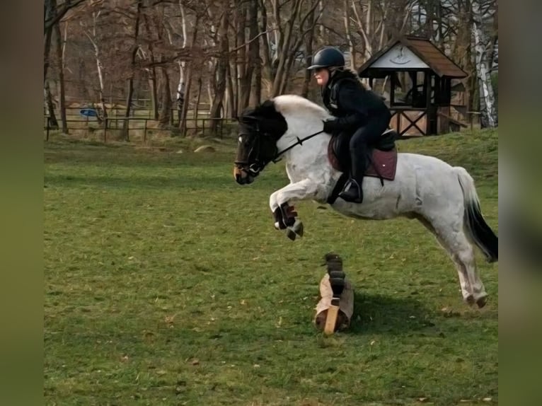 Welsh-A Mix Wallach 14 Jahre 112 cm Schecke in Reppenstedt