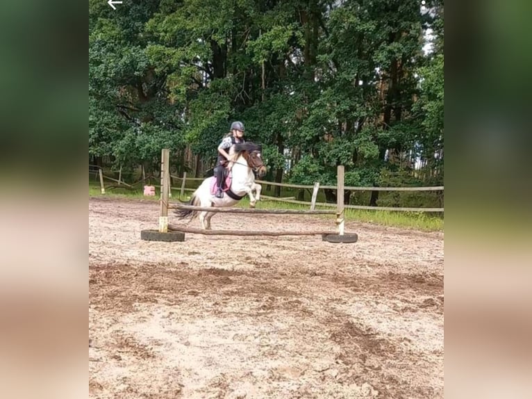 Welsh-A Mix Wallach 14 Jahre 112 cm Schecke in Reppenstedt