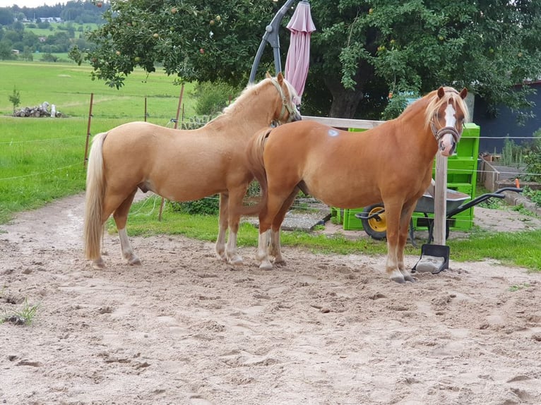 Welsh-A Wallach 14 Jahre 119 cm Palomino in Straubenhardt