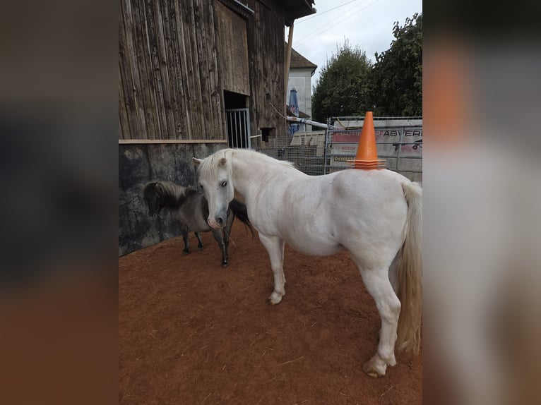 Welsh-A Wallach 14 Jahre 120 cm Schimmel in Deitingen