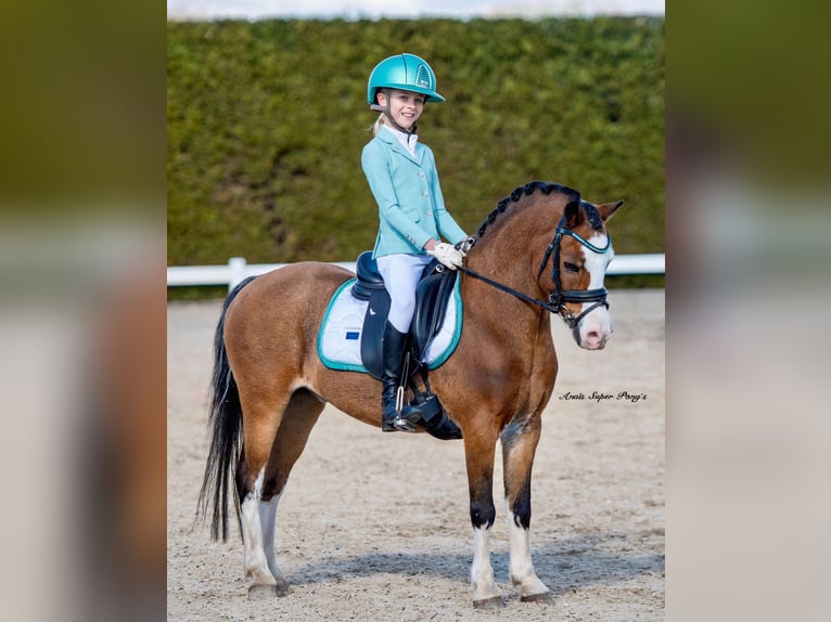 Welsh-A Wallach 14 Jahre 121 cm Dunkelbrauner in Stieltjeskanaal