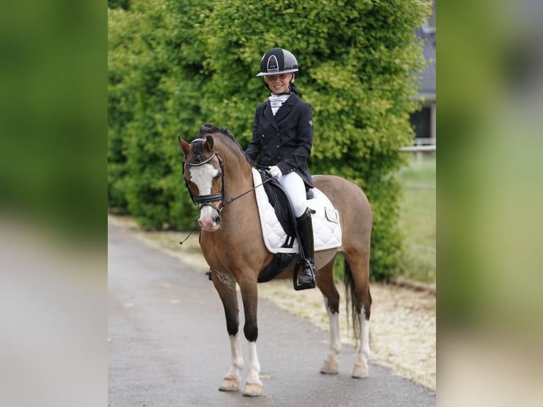 Welsh-A Wallach 14 Jahre 121 cm Dunkelbrauner in Stieltjeskanaal