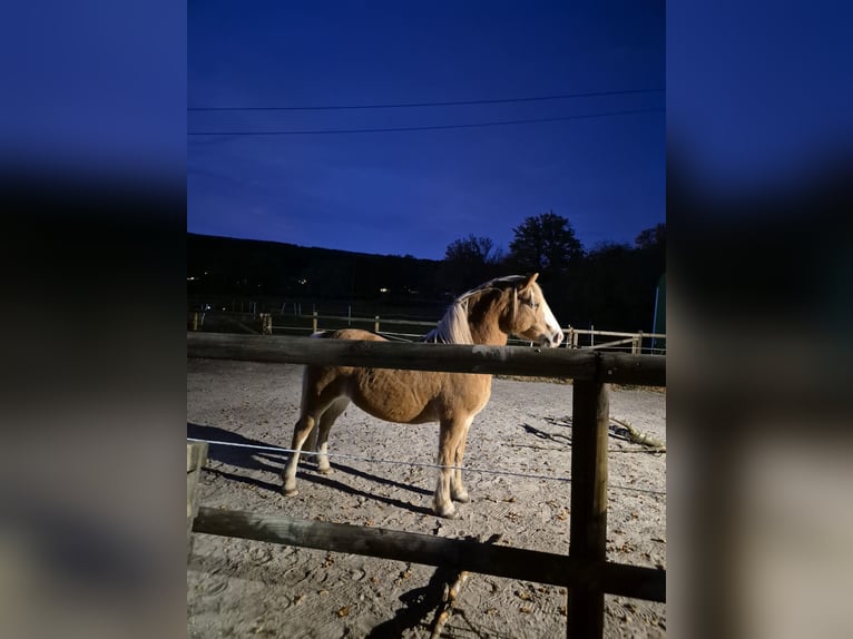 Welsh-A Mix Wallach 14 Jahre 128 cm  in Hauset