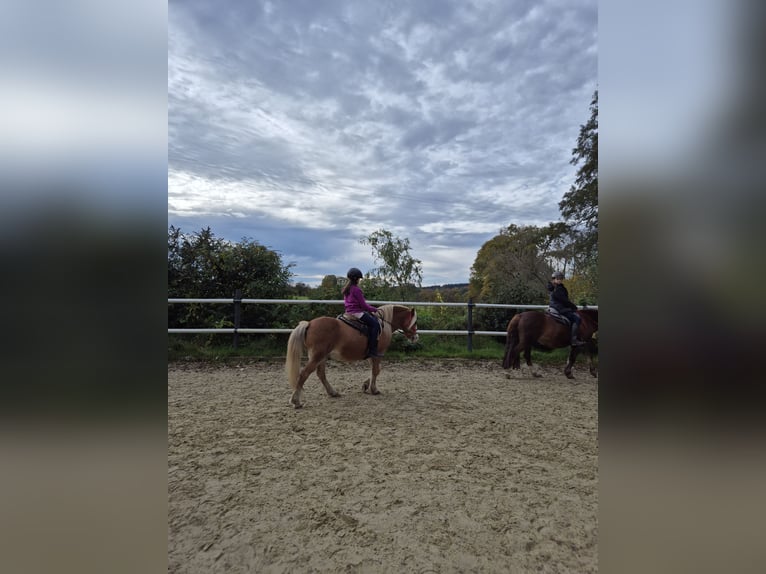 Welsh-A Mix Wallach 14 Jahre 128 cm  in Hauset