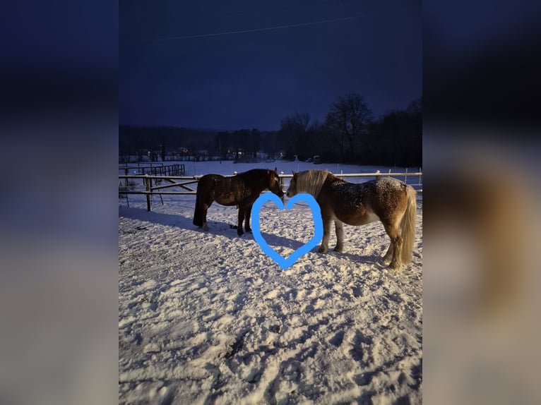 Welsh-A Mix Wallach 14 Jahre 128 cm  in Hauset