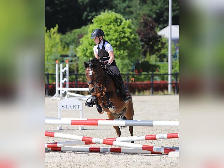 Welsh-A Wallach 14 Jahre 129 cm Rotbrauner in Ptakowice