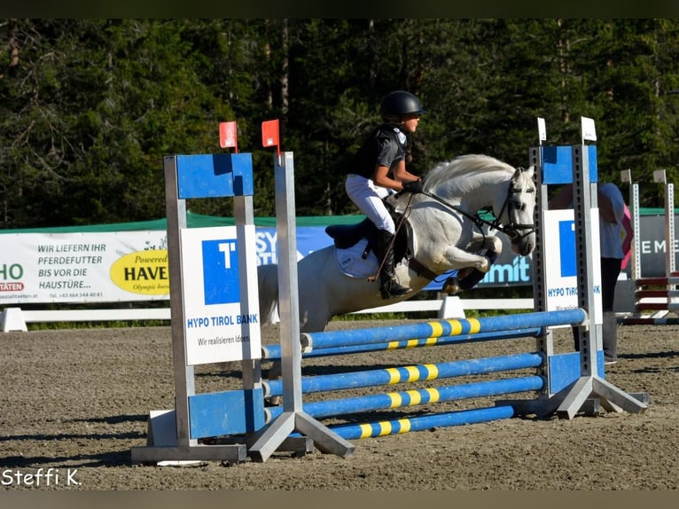 Welsh-A Wallach 15 Jahre 110 cm Schimmel in Mieming