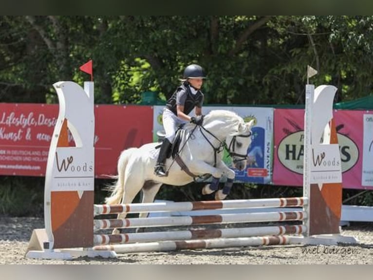 Welsh-A Wallach 15 Jahre 110 cm Schimmel in Mieming