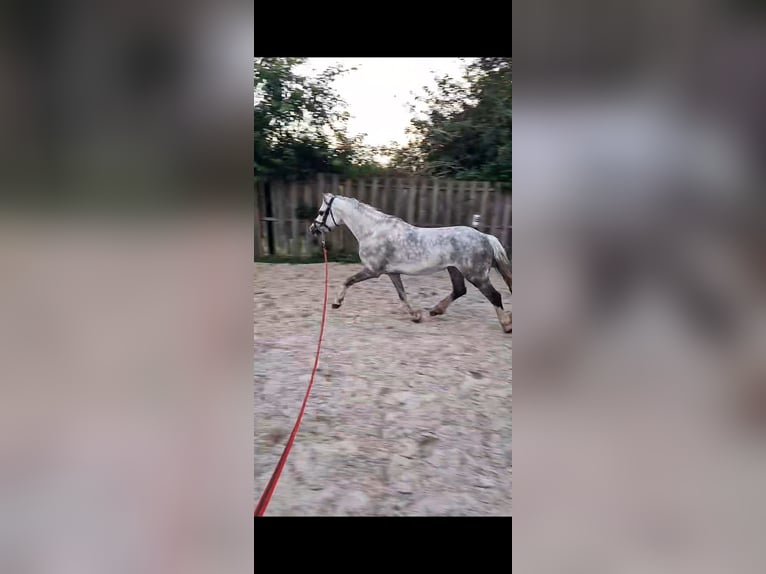 Welsh-A Wallach 15 Jahre 117 cm Schimmel in Gasselternijveenschemond
