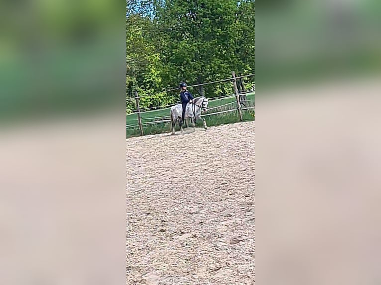 Welsh-A Wallach 15 Jahre 117 cm Schimmel in Gasselternijveenschemond