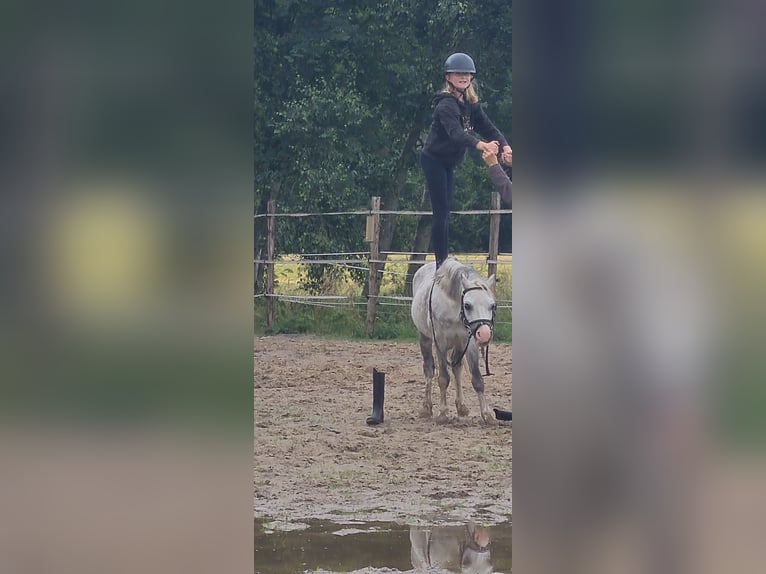 Welsh-A Wallach 15 Jahre 117 cm Schimmel in Gasselternijveenschemond