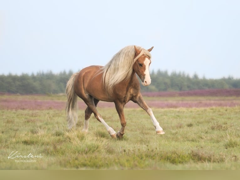 Welsh-A Wallach 15 Jahre 119 cm Fuchs in De Klomp