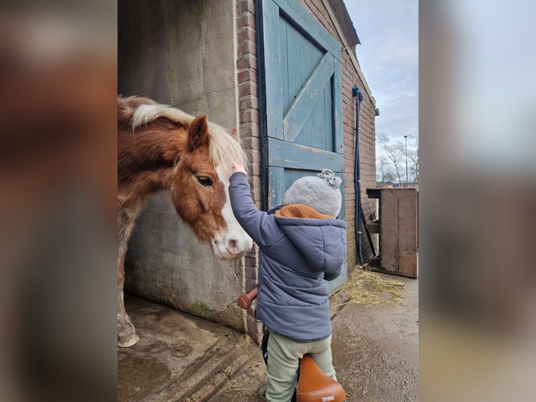 Welsh-A Wallach 15 Jahre 119 cm Fuchs in De Klomp