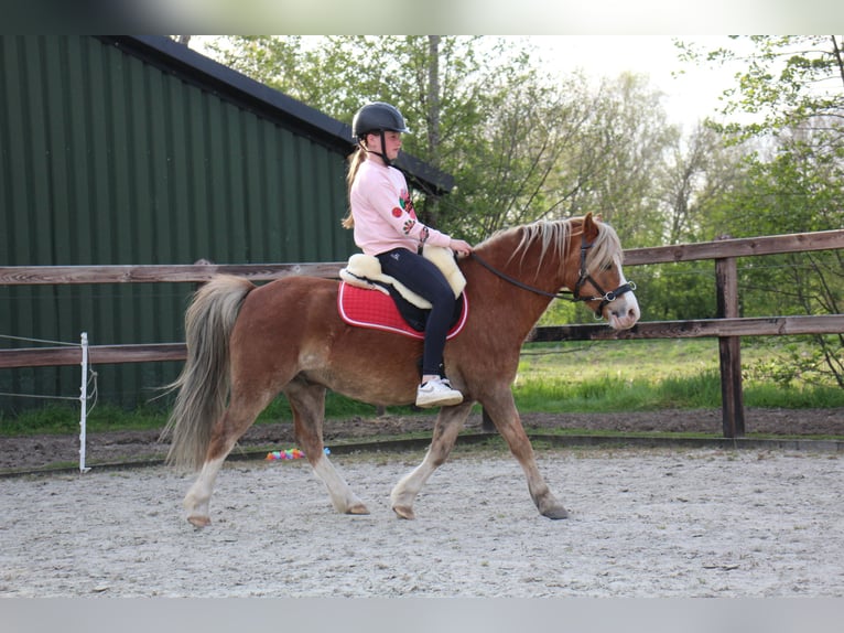 Welsh-A Wallach 15 Jahre 119 cm Fuchs in De Klomp