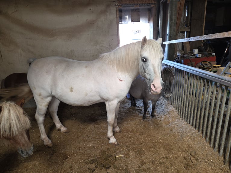 Welsh-A Wallach 15 Jahre 120 cm Schimmel in Deitingen