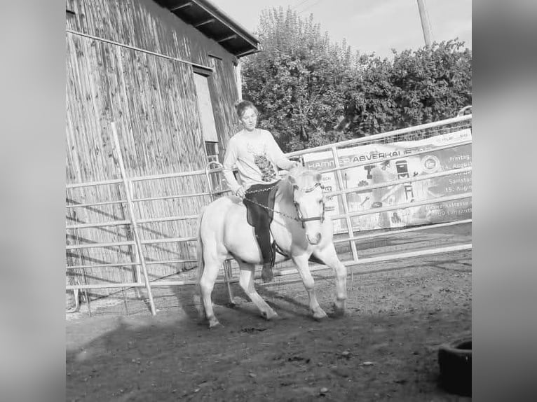 Welsh-A Wallach 15 Jahre 120 cm Schimmel in Deitingen