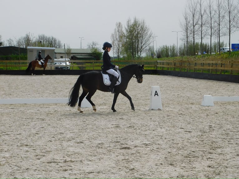 Welsh-A Wallach 15 Jahre 124 cm Schwarzbrauner in Linschoten