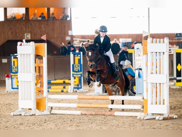 Welsh-A Wallach 15 Jahre 129 cm Rotbrauner in Ptakowice