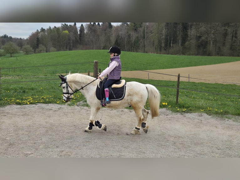 Welsh-A Wallach 16 Jahre 125 cm  in Basadingen