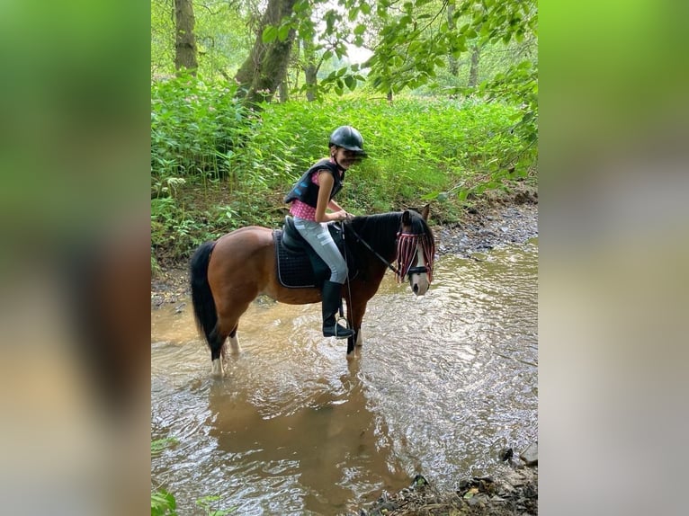 Welsh-A Wallach 17 Jahre 118 cm Brauner in Overath