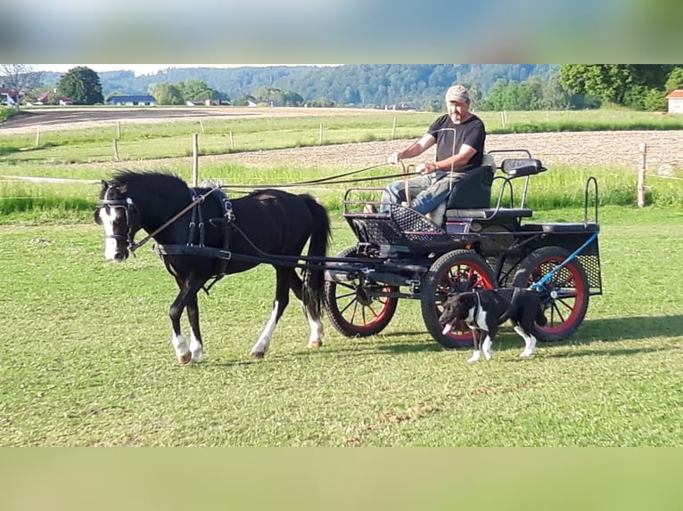 Welsh-A Wallach 17 Jahre 121 cm Rappe in Gurten