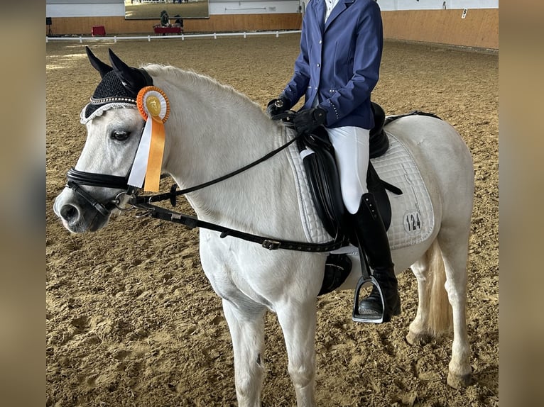 Welsh-A Wallach 17 Jahre 122 cm White in Olfen