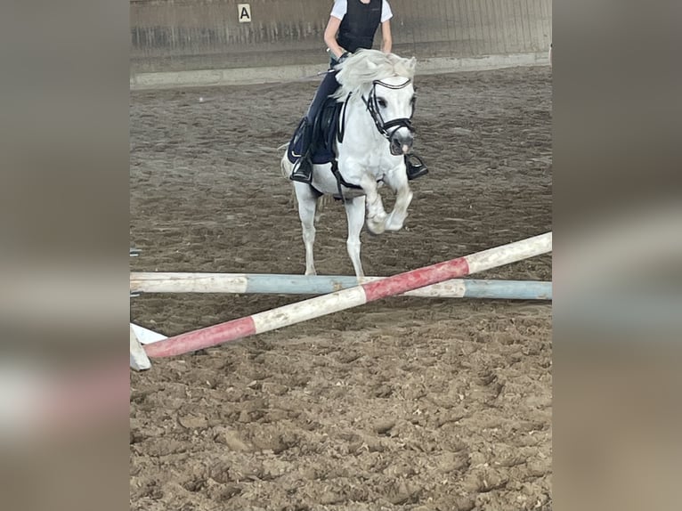 Welsh-A Wallach 17 Jahre 122 cm White in Olfen